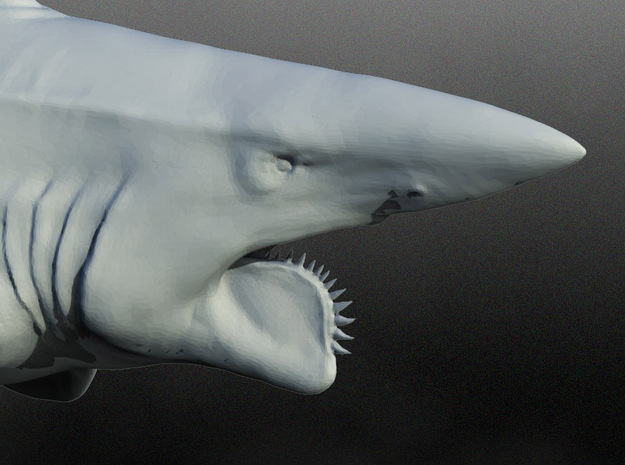 helicoprion 1/40