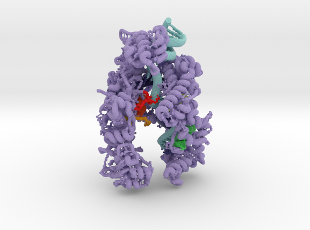 CRISPR-Cpf1 5XUS in Matte High Definition Full Color: Extra Large