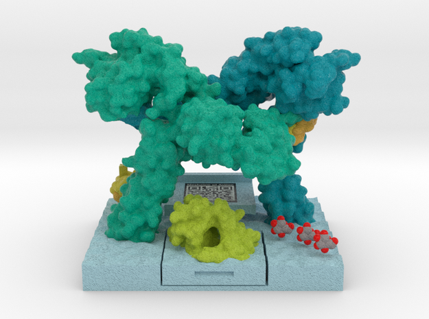 Insulin Receptor in Complex with Insulin MOA in Matte High Definition Full Color: Extra Small