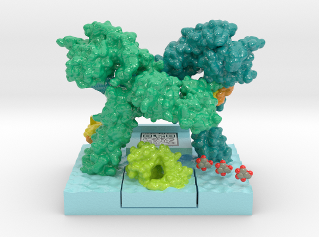 Insulin Receptor MOA in Glossy Full Color Sandstone: Extra Small