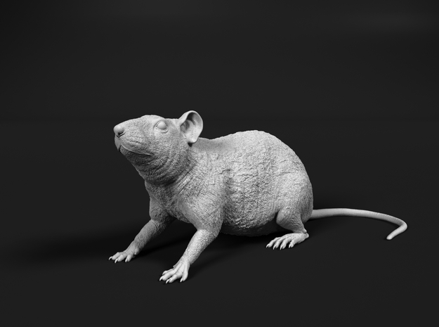 Brown Rat 1:24 Sitting on four legs in Tan Fine Detail Plastic