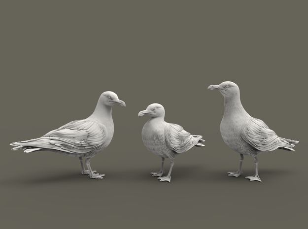 Glaucous Gull set 1:64 three different pieces in Tan Fine Detail Plastic