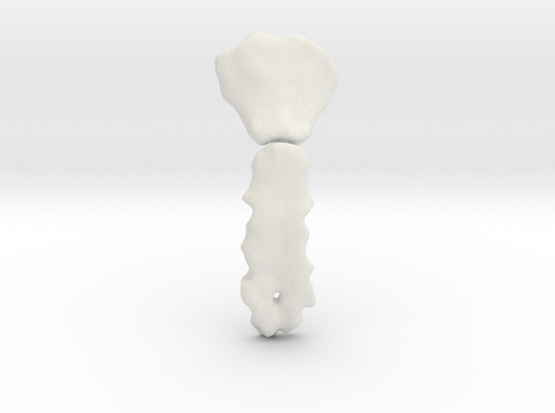 Sternal Aperture, Female 55 in White Natural Versatile Plastic