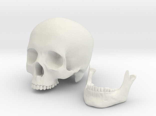 Human Skull scale 1/3 in White Natural Versatile Plastic
