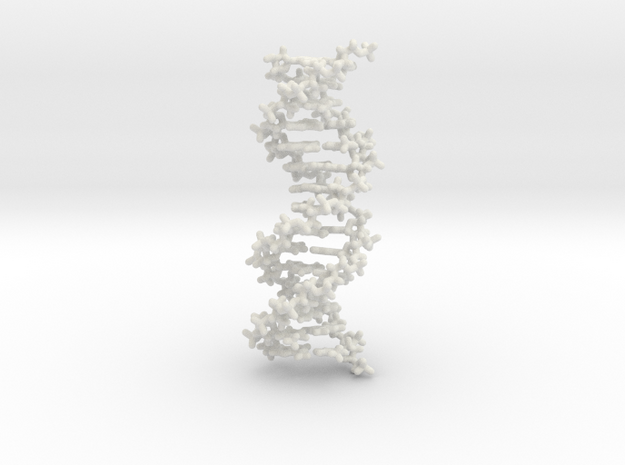 DNA double helix, stick model, 2 separable chains in White Natural Versatile Plastic