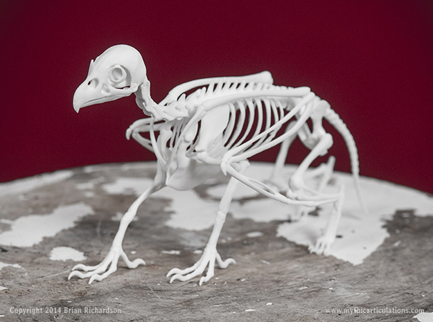 Griffin Skeleton in White Natural Versatile Plastic