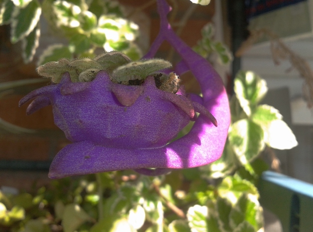 Carnivorous plant earring Planter in Purple Processed Versatile Plastic