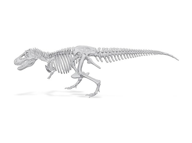 Digital-Dinosaur Tyrannosaurus rex Skeleton in Dinosaur Tyrannosaurus rex Skeleton