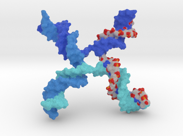 DNA - Holliday Junction in Full Color Sandstone