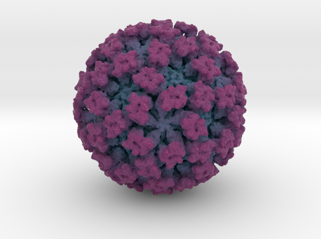 Feline Calicivirus radial colour 2Mx mag in Full Color Sandstone