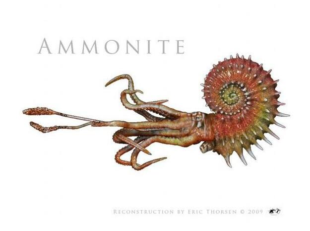 Ammonite 7cm in White Natural Versatile Plastic