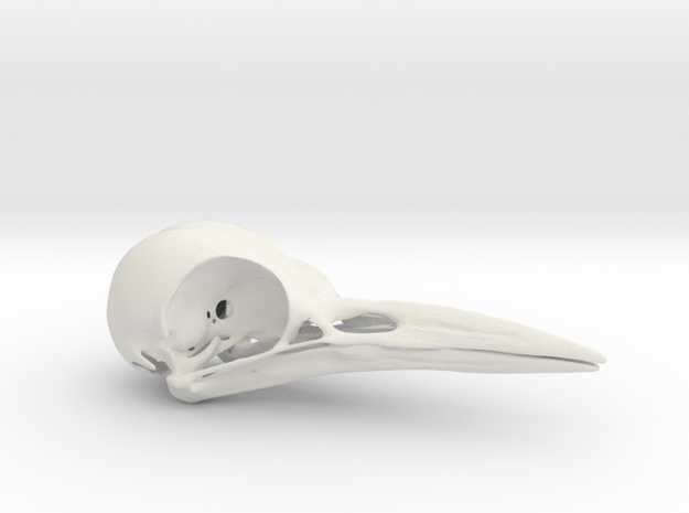 Woodpecker Skull in White Natural Versatile Plastic