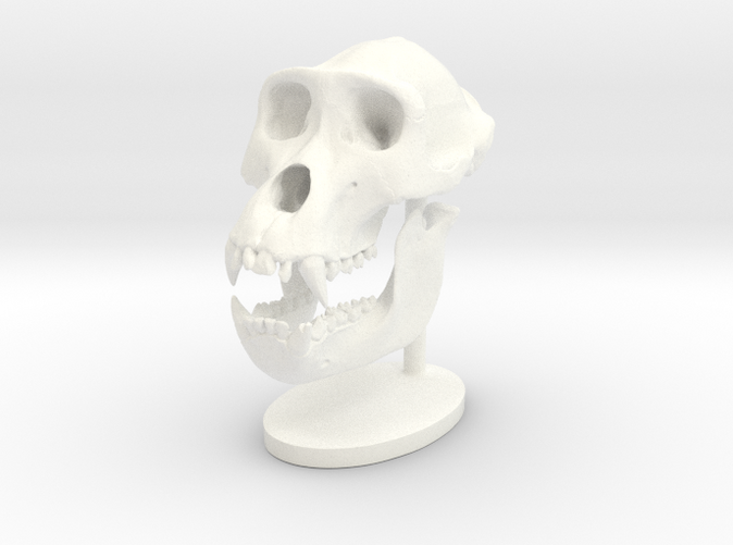 gorilla skull