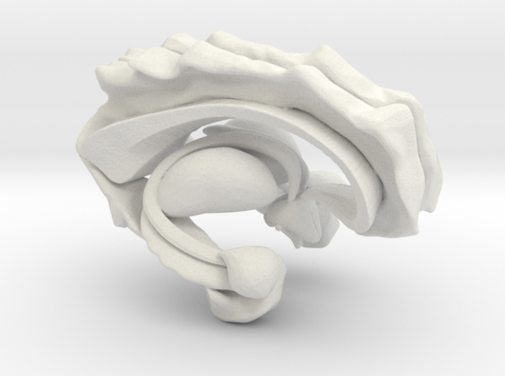 Human Brain Limbic System 3d printed