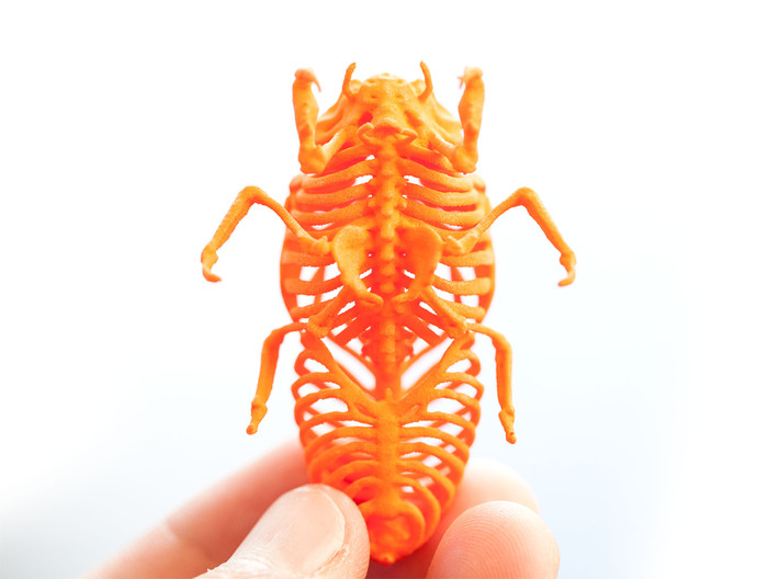Cicada Nymph Skeleton 3d printed