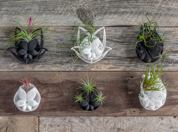 Bulbophyllum Gracilis Planter 3d printed More wall-hanging designs in this series