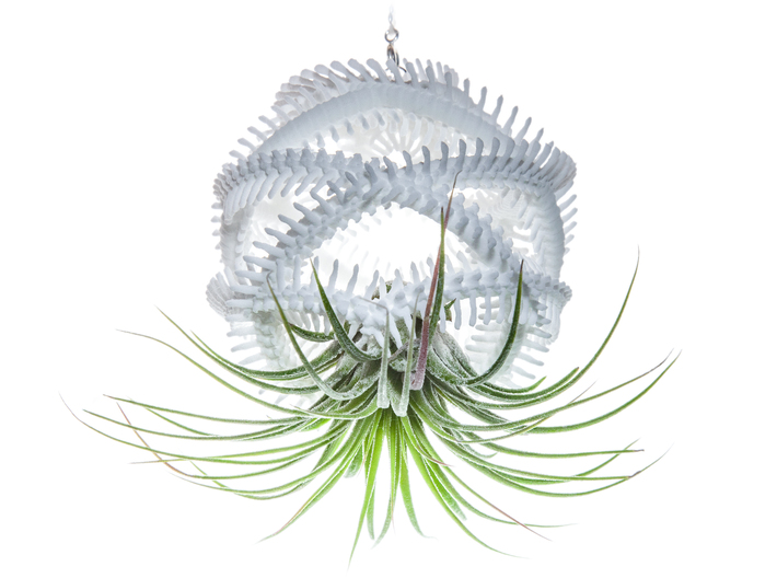 Radiolaria Vertebralia Planter 3d printed Tillandsia species: T. ionantha