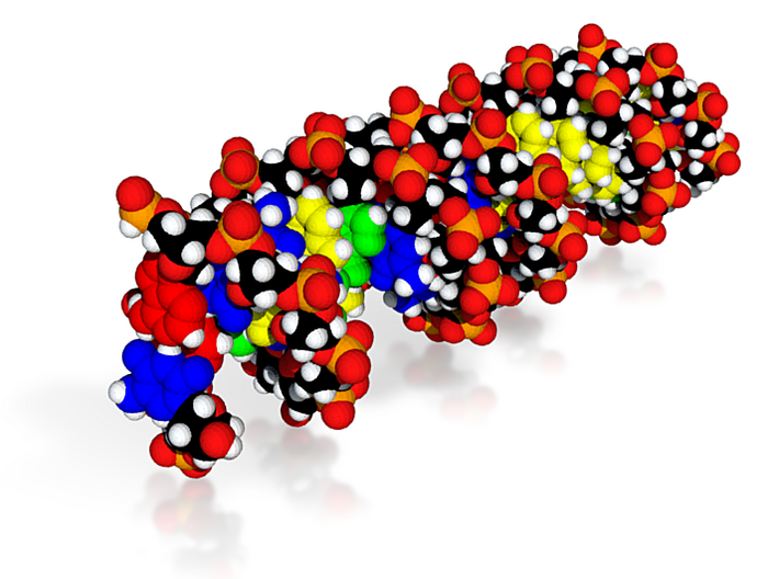 JOHNLGAL DNA Molecule Model 3d printed