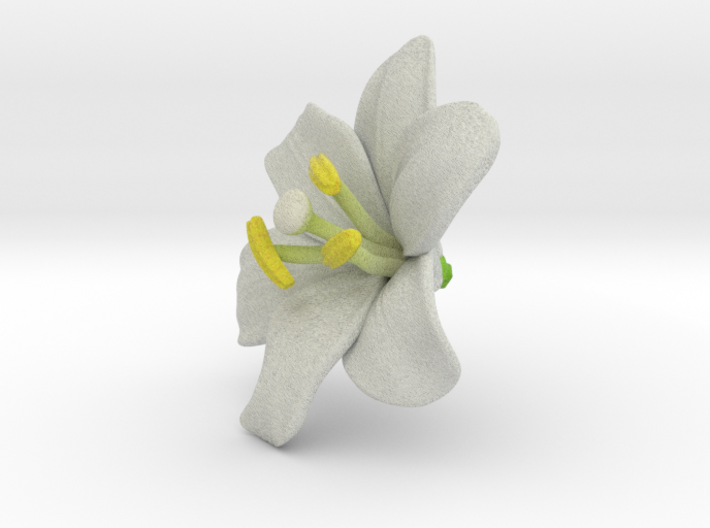 Lily Flower 1 - L 3d printed 