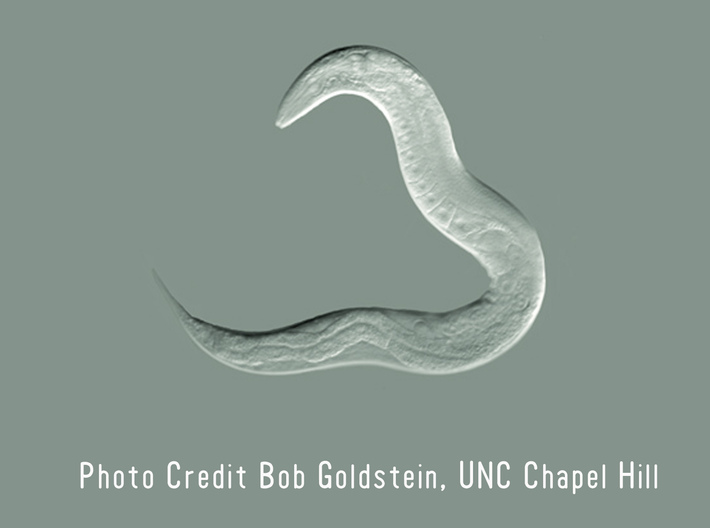 C. elegans Nematode Worm Earrings 3d printed 