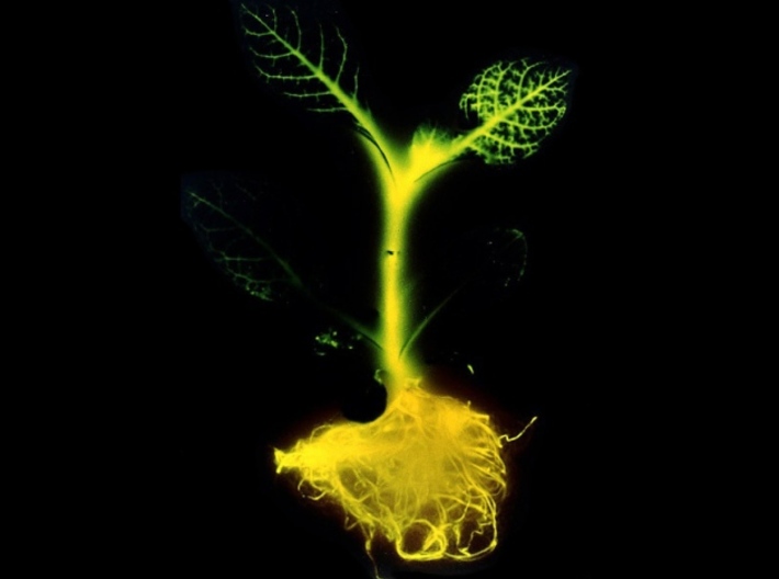 GFP, Large (Green Fluorescent Protein), 1 mm wire 3d printed GFP gene of jellyfish inserted into tobacco plant.