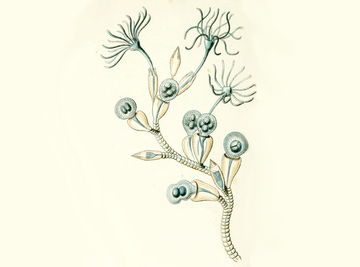 Opercularella Marine Hydrozoan Pendant 3d printed Ernst Haeckel's drawing of Opercularella