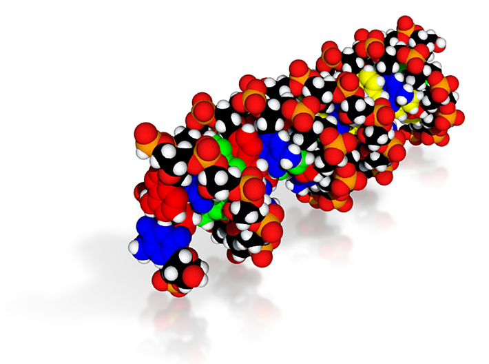 DNA Molecule Model &quot;Matthew&quot; 3d printed