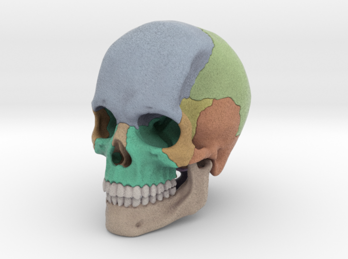 Artist Sculpted Skull For Reference 3d printed