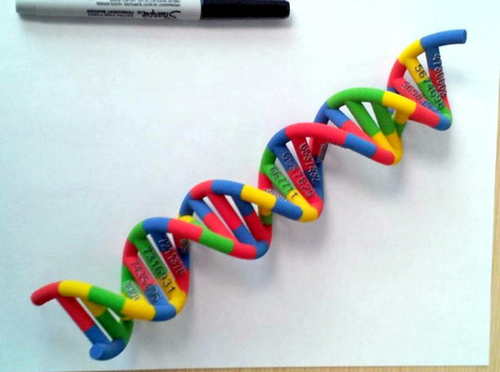 DNA Molecule Schneider PatentNr 3d printed