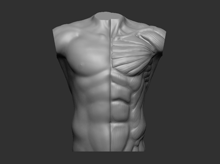 Male Bust Anatomy Reference (2TDTW7K8R) by Sense42