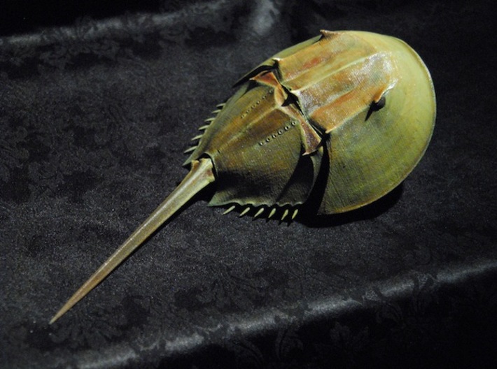 Articulated Horseshoe Crab (Limulus polyphemus) 3d printed shown painted with acrylics