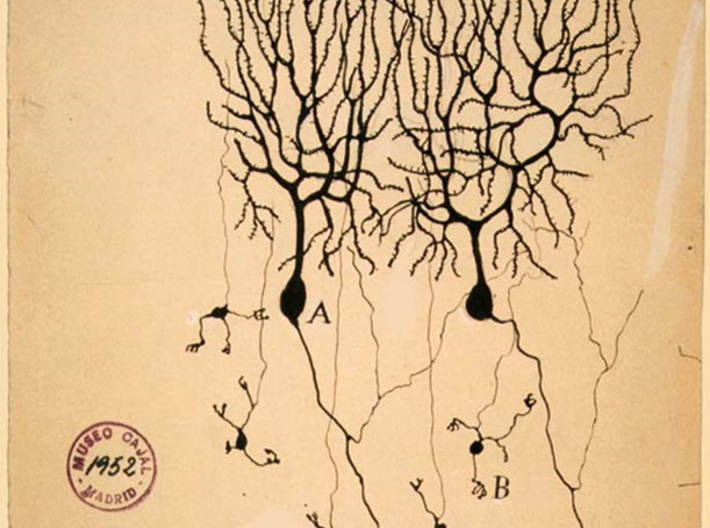 Purkinje Neuron Bracelet 3d printed Drawing of Purkinje cells from pigeon cerebellum by Santiago Ramón y Cajal, 1899. Instituto Santiago Ramón y Cajal.