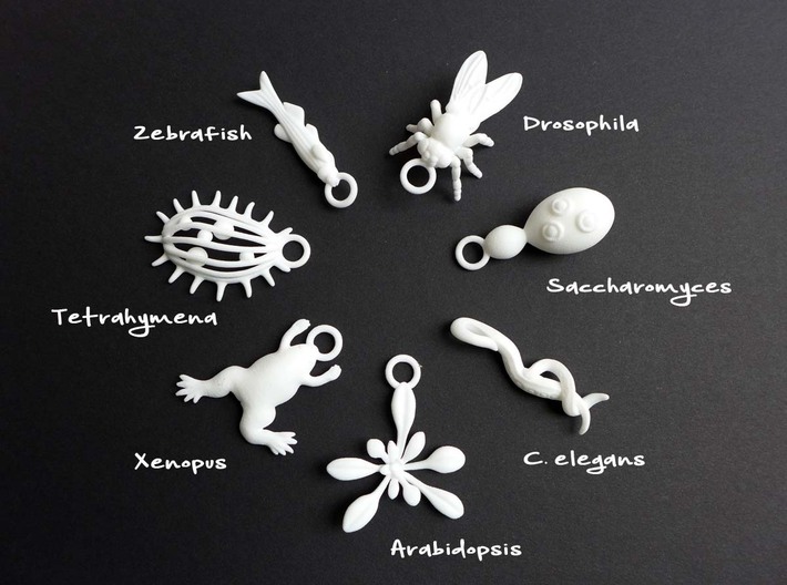 Drosophila Ornament - Science Gift 3d printed Model Organism ornaments