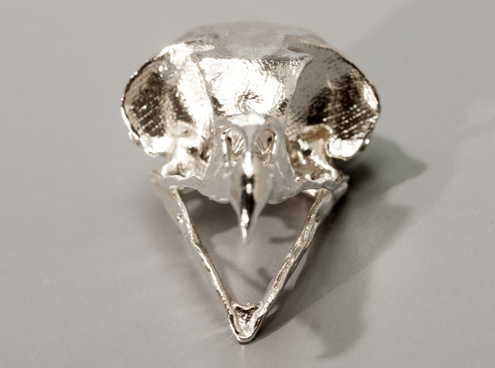 Great Horned Owl Skull 3d printed 