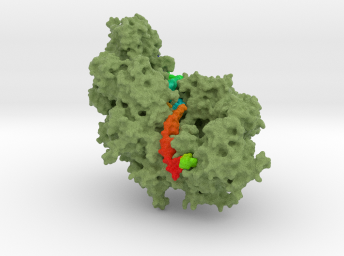 RecA-dsDNA Structure 3d printed