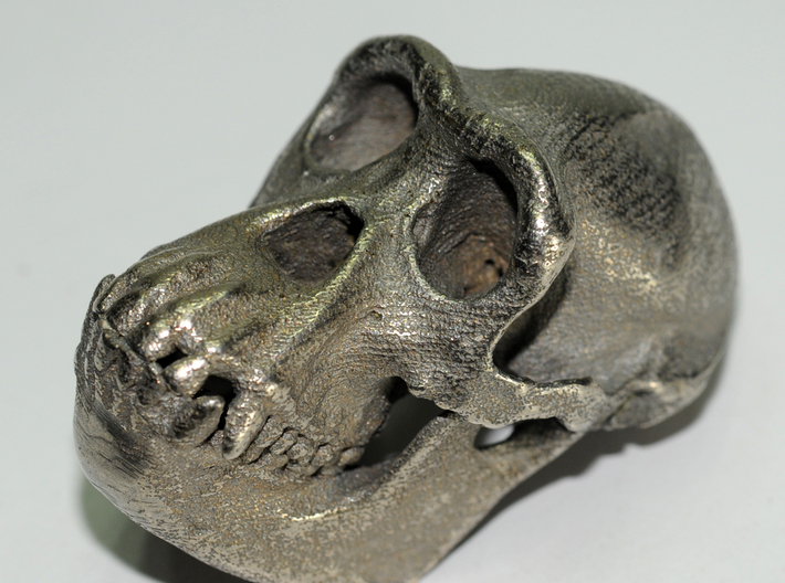 Chimpanzee skull 52mm 3d printed stainless steel print
