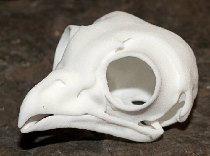 Screech Owl Skull 3d printed 
