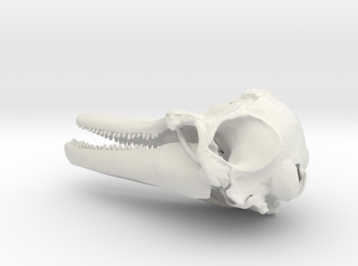 Tursiops Bottlenose Dolphin skull pendant 3d printed