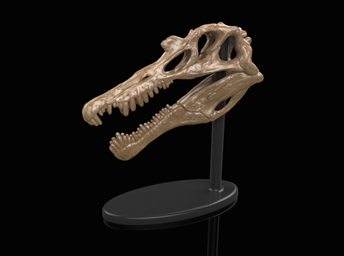 Spinosaurus Skull 3d printed 