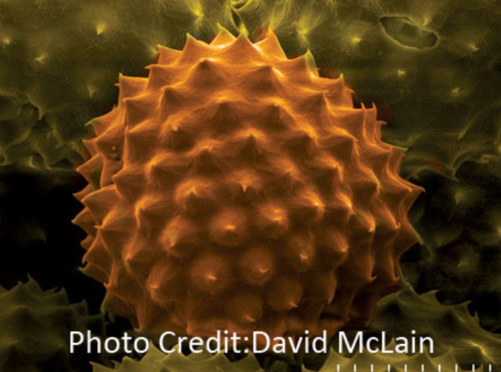 Ragweed Pollen Earrings - Nature Jewelry 3d printed Ragweed pollen micrograph