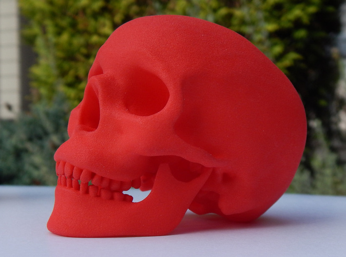 Human Skull -- Small 3d printed