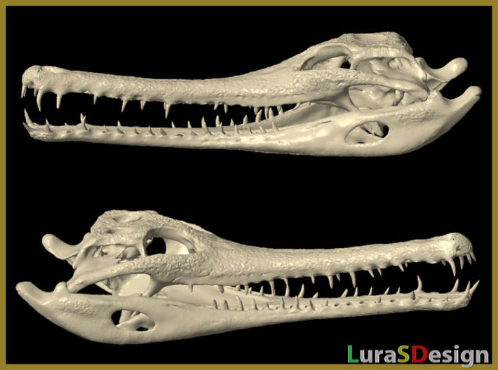 The Extinct Crocodile - 12cm Skull 3d printed 