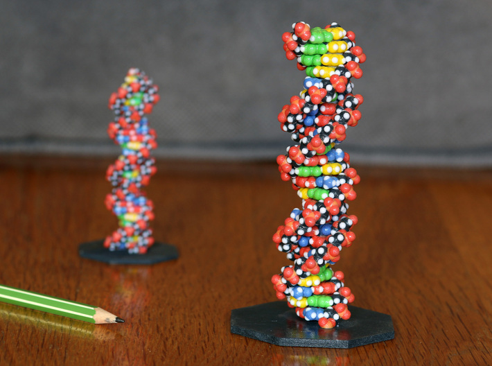 DNA Molecule Model Upright 3d printed DNA Molecule Model "Genetics" Vertical, in Size Large, Printed in Coated Full Color Sandstone