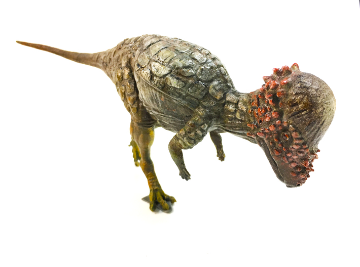 Pachycephalosaurus (Medium size) 3d printed
