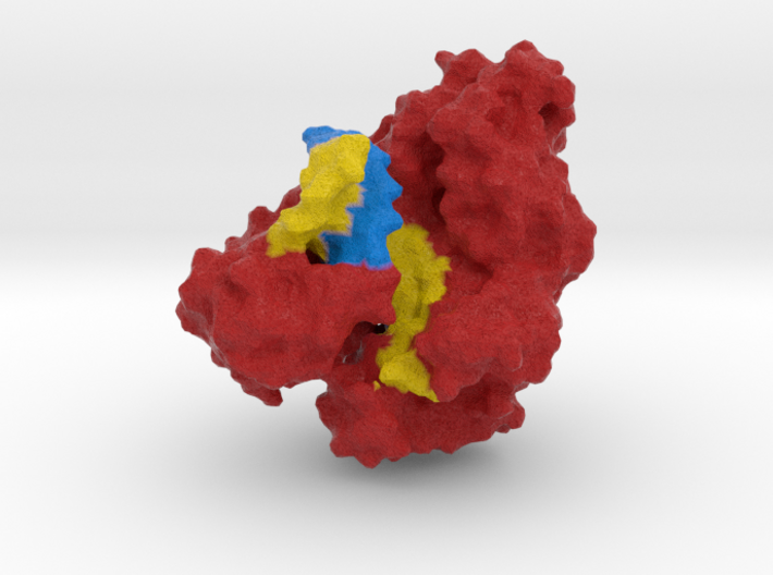 DNA Polymerase I 3d printed