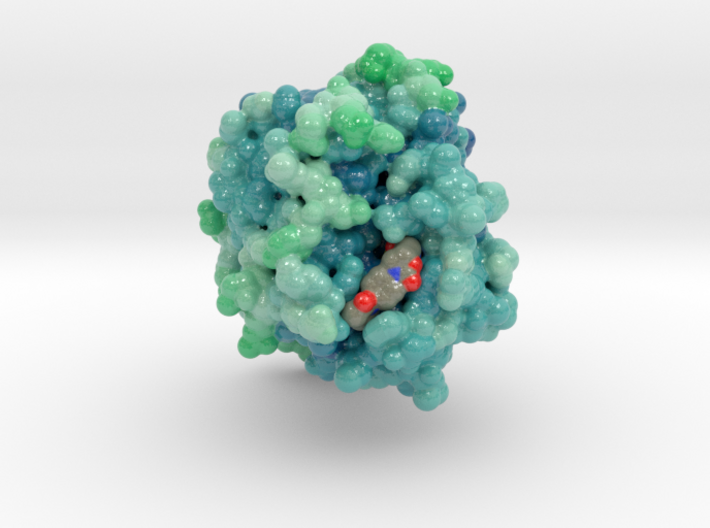 Factor Xa in Complex with Small Molecule Inhibitor 3d printed