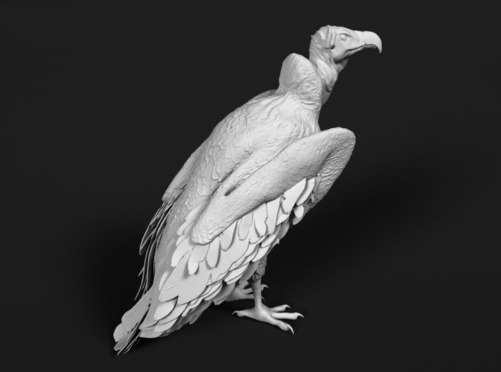 Lappet-Faced Vulture 1:22 Standing 3d printed 
