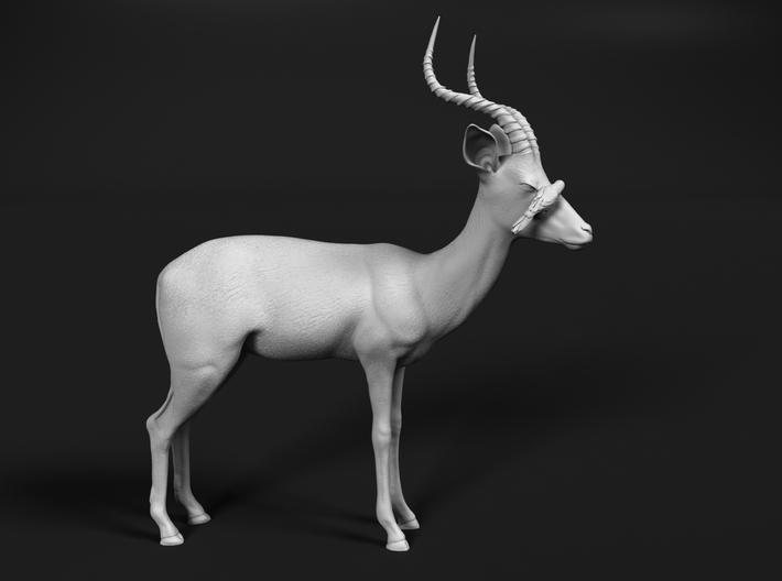 Impala 1:48 Male with Red-Billed Oxpecker 3d printed
