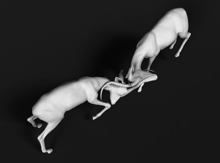 Impala 1:25 Fighting Males 3d printed 