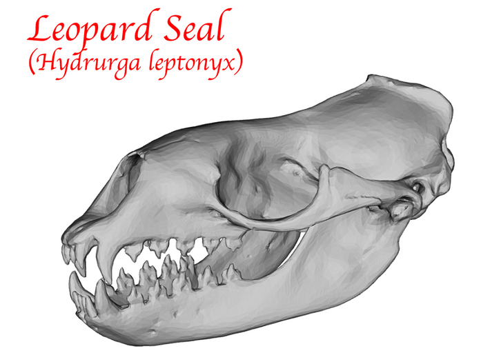 Leopard Seal Skull  (110mm) 3d printed 